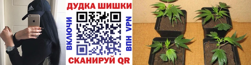 Каннабис марихуана  KRAKEN сайт  Вышний Волочёк 